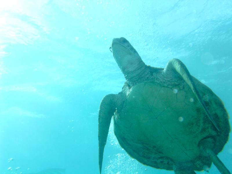 Taken on a dive at Electric Beach, Oahu, Hawaii