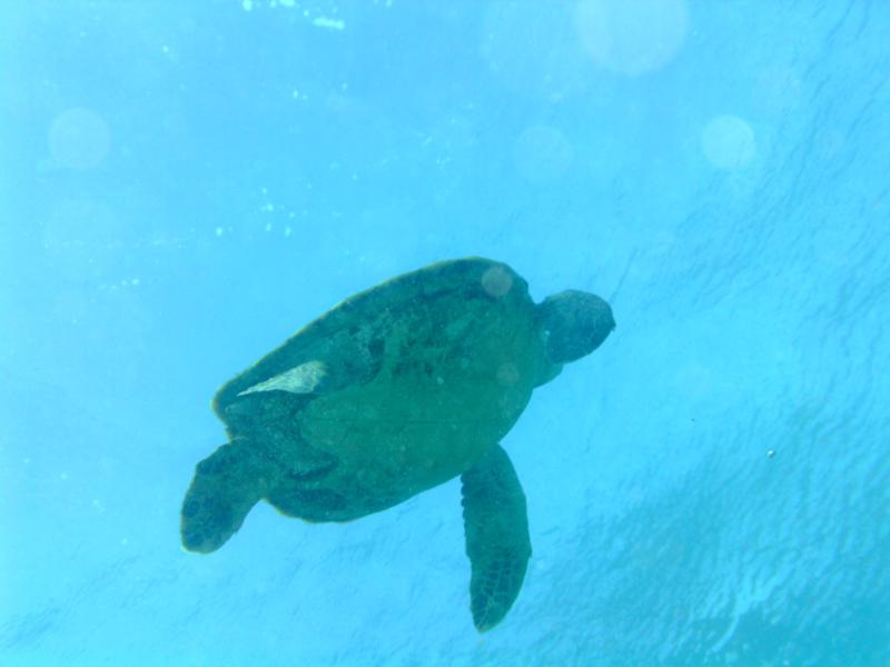 Taken on a dive at Electric Beach, Oahu, Hawaii