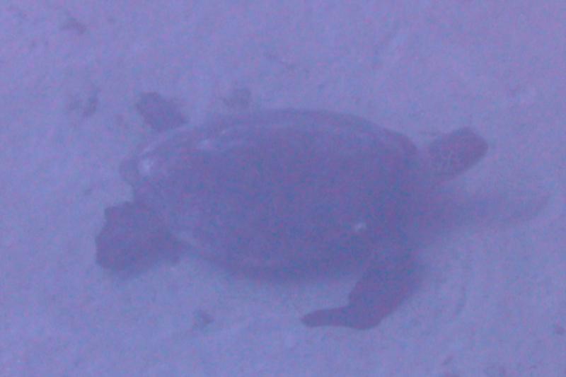 Taken during a dive to the Sea Tiger, Oahu Hawaii