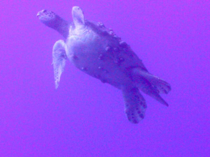 Taken during a dive to the Sea Tiger, Oahu Hawaii