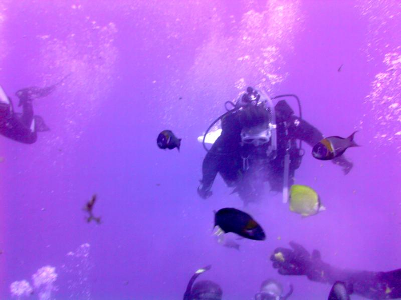 Taken during a dive to the Sea Tiger, Oahu Hawaii