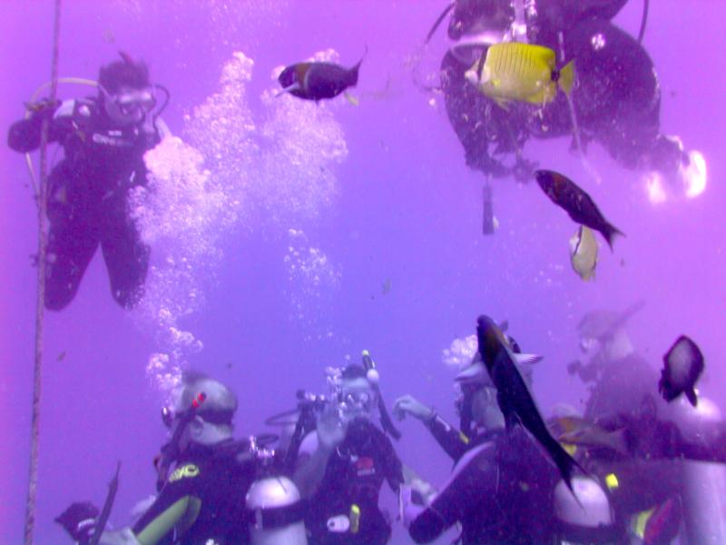 Taken during a dive to the Sea Tiger, Oahu Hawaii