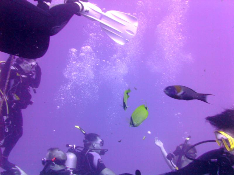 Taken during a dive to the Sea Tiger, Oahu Hawaii