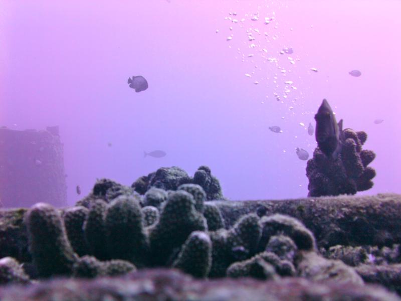 Taken during a dive to the Sea Tiger, Oahu Hawaii