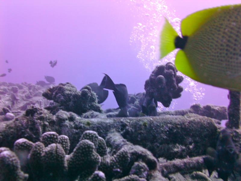 Taken during a dive to the Sea Tiger, Oahu Hawaii