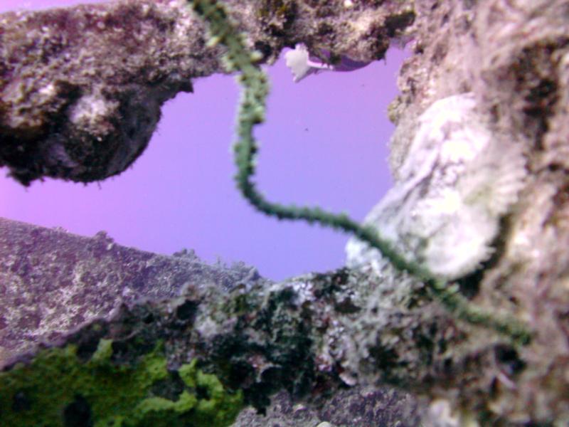 Taken during a dive to the Sea Tiger, Oahu Hawaii