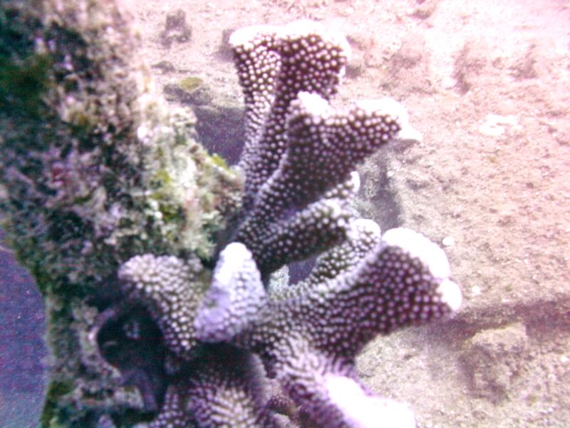 Taken during a dive to the Sea Tiger, Oahu Hawaii