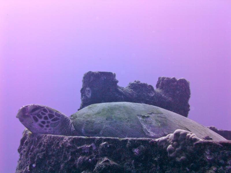 Taken during a dive to the Sea Tiger, Oahu Hawaii