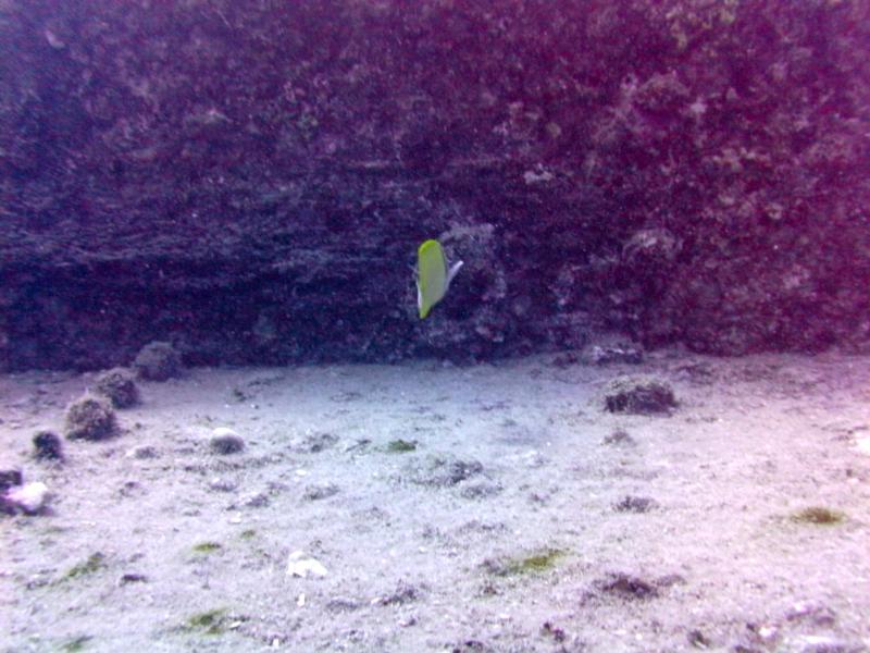 Taken during a dive to the Sea Tiger, Oahu Hawaii