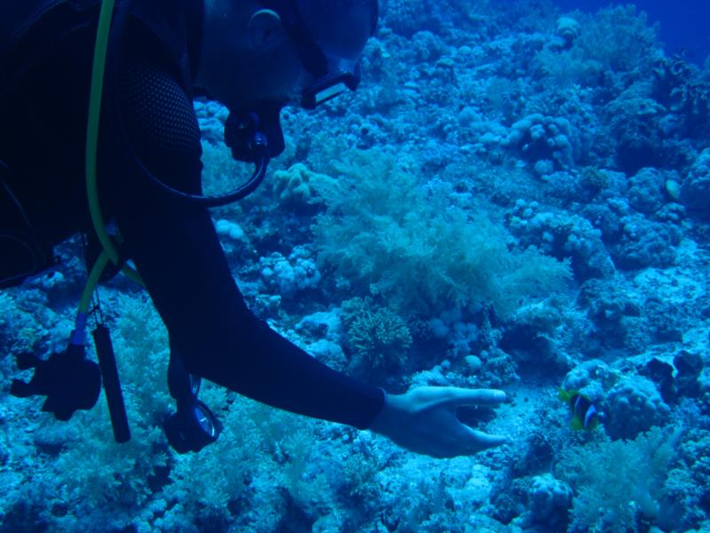 messing with clown fish at el pherstone - red sea 2011