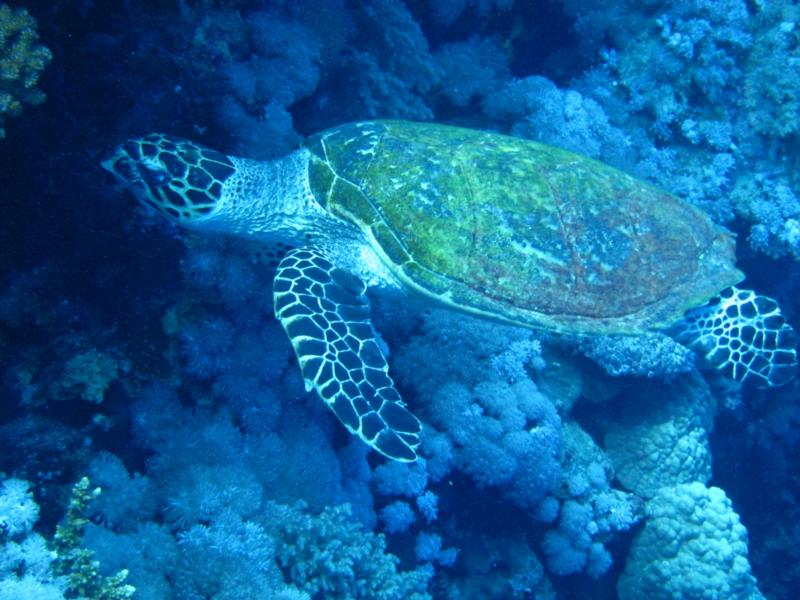 my first turtle - little brother red sea