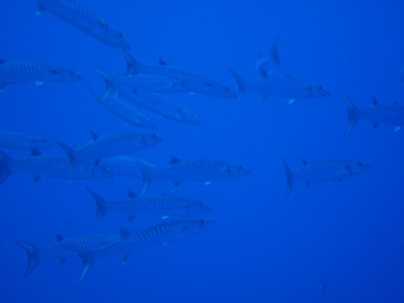 baracodas at big brother island - red sea