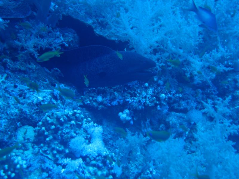 this was taken at elphinstone red sea 