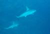 hammer sharks in daedlus reef
