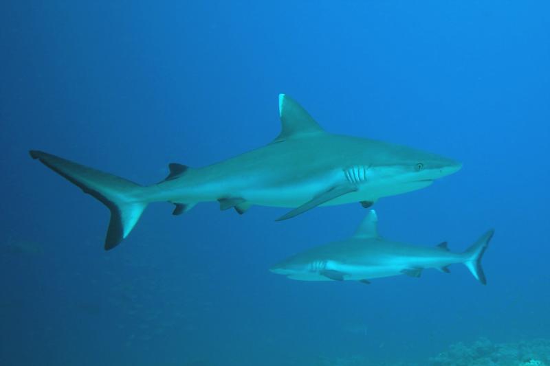 white tip shark in daedlus reef in the red sea