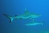 white tip shark in daedlus reef in the red sea