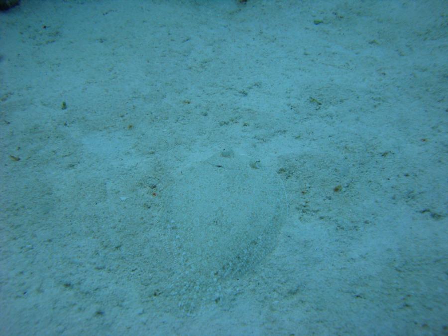 Flounder