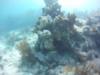 Molasses Reef, Key largo FL