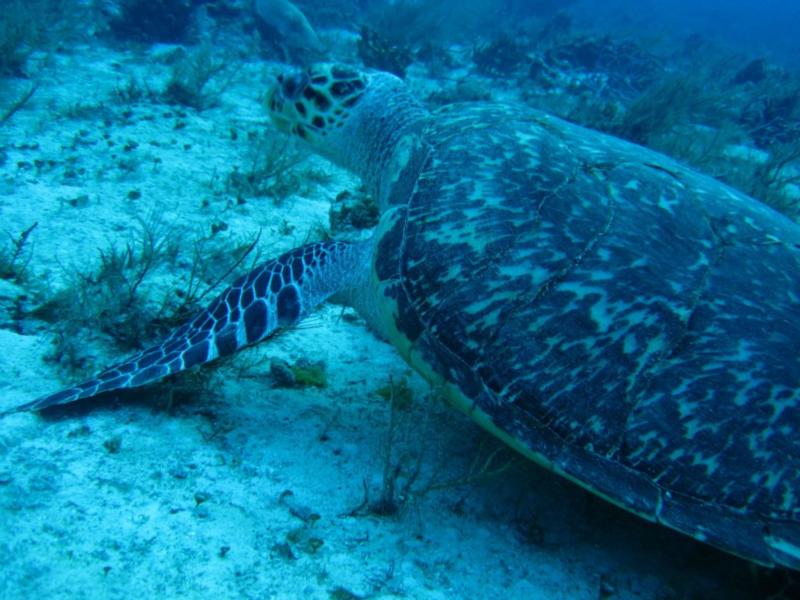 sea turtle