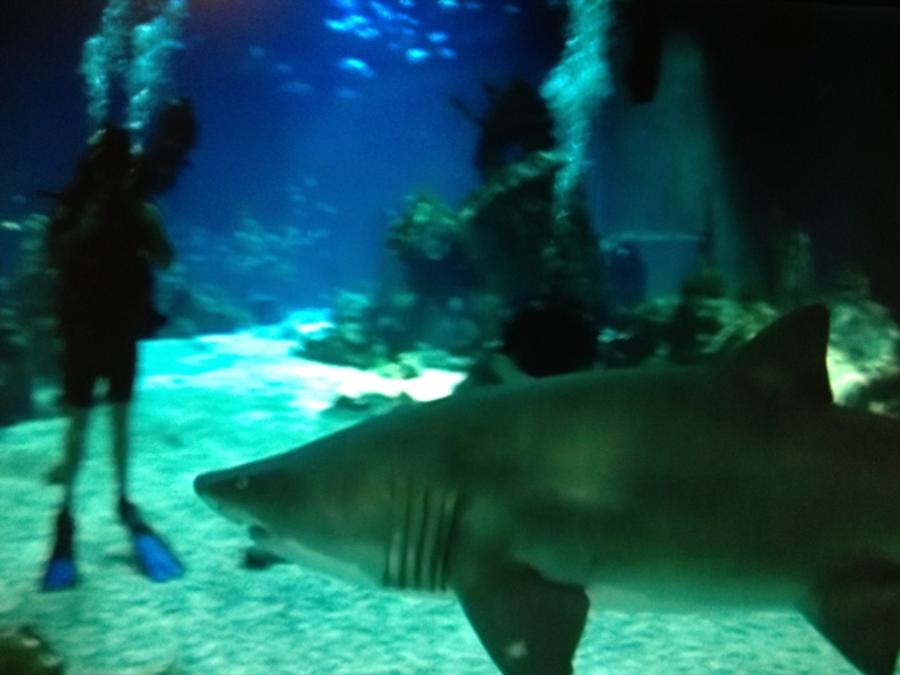 Shark with me in the background