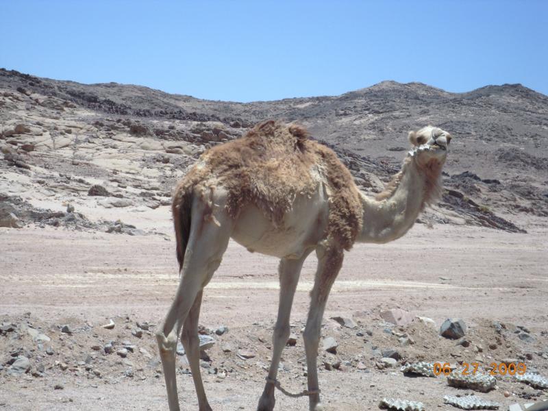 greeted on the way to Dahab, Egypt