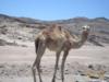 greeted on the way to Dahab, Egypt