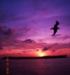 sunset at Mallory Square, Key west