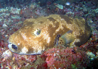 granma puffer, phils