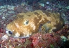 granma puffer, phils