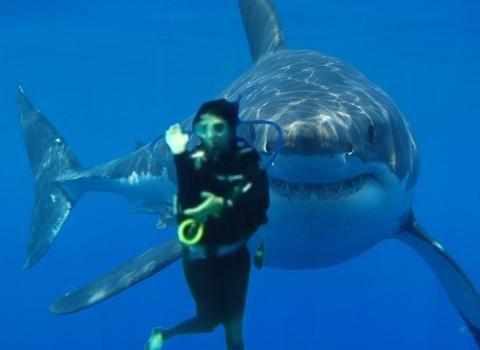 SharkGirl_FunWithPhotoShop