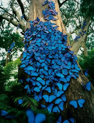 Morpho Didius