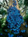 Morpho Didius