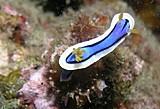 Nudibranch- Tobago Cays