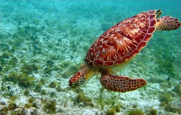 Young Green Sea Turtle