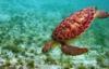 Young Green Sea Turtle