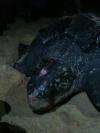 Leatherback in Matura