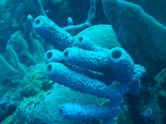 Tube Coral - Belize