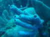 Tube Coral - Belize