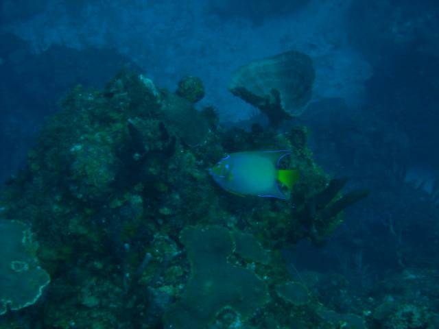 Queen Angelfish