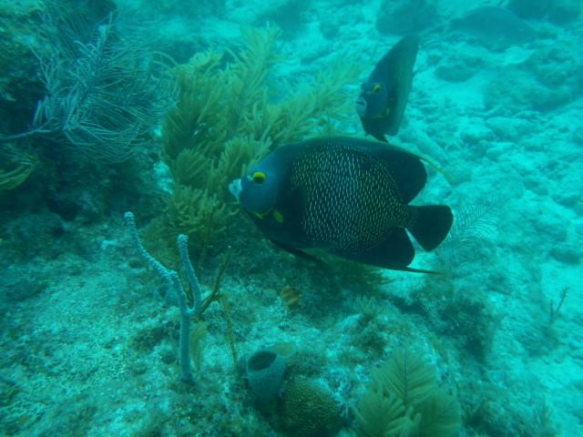 pair of angel fish