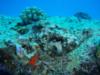 Red Devil Scorpian Fish