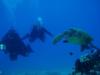 Jamie and Tim Hernandez diving with a local on the Big Island