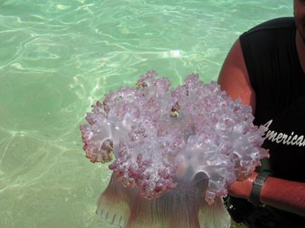 A jelly Fish caought