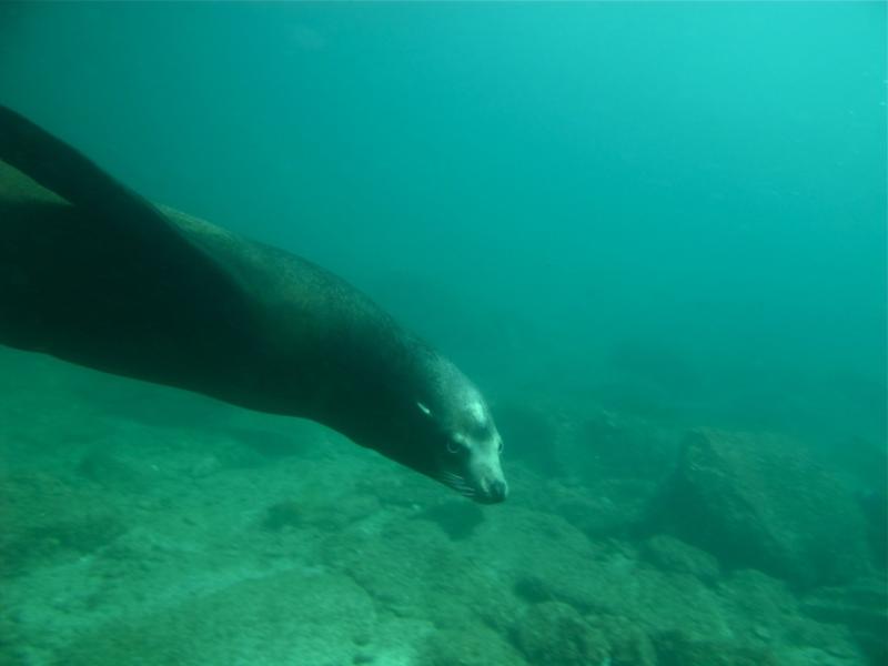 diving with Sea Lions