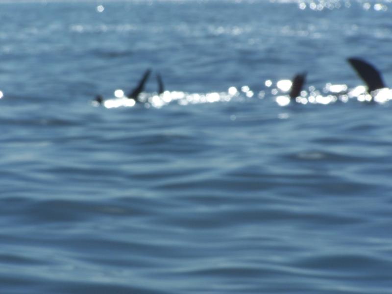 Being greated by Sea lions at the dive site. 