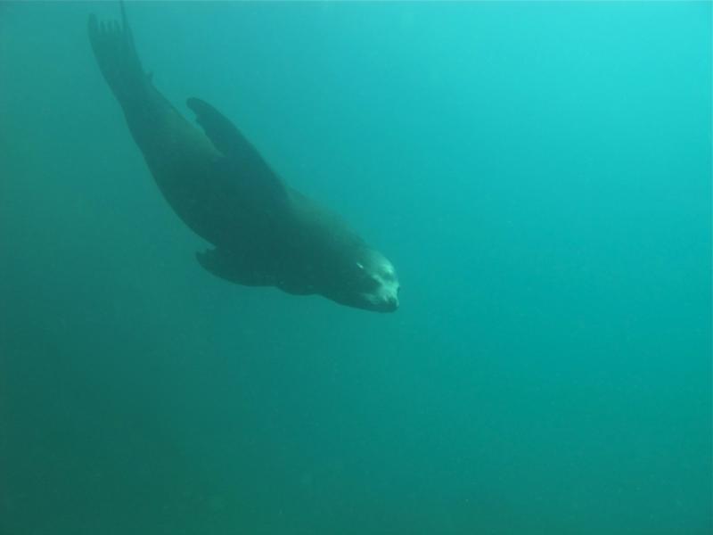 another sealion