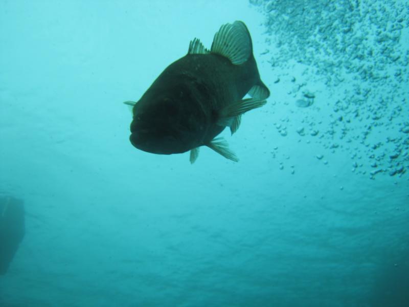 Fish wanting food, Dutch Springs