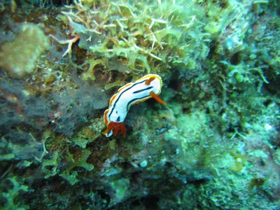 dive in paliton wall