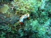 dive in paliton wall
