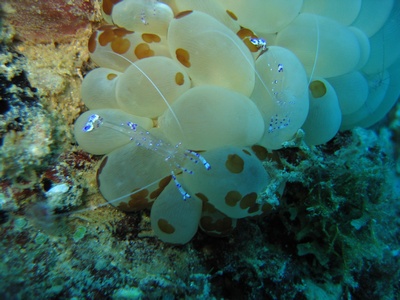 dive in daquit shoal